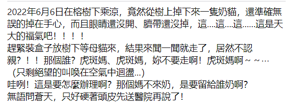 网友树下乘凉，脐带未掉的小奶猫掉下，正中她手心：天大的福气！
