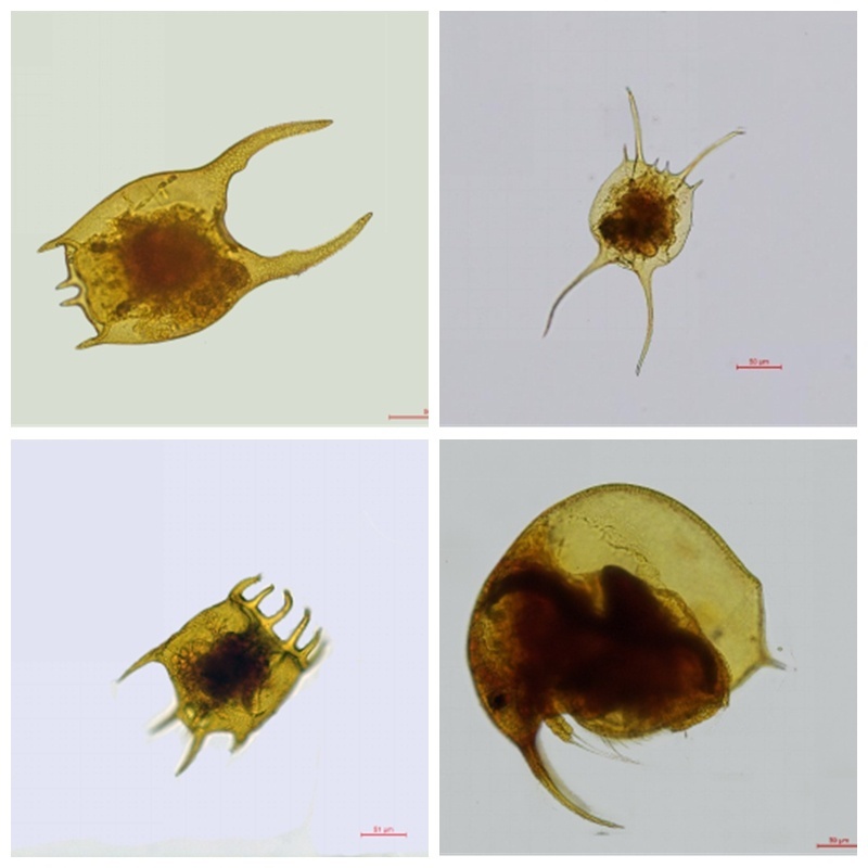 我国第三大河流首次全面“体检”,发现了哪些神奇生物?