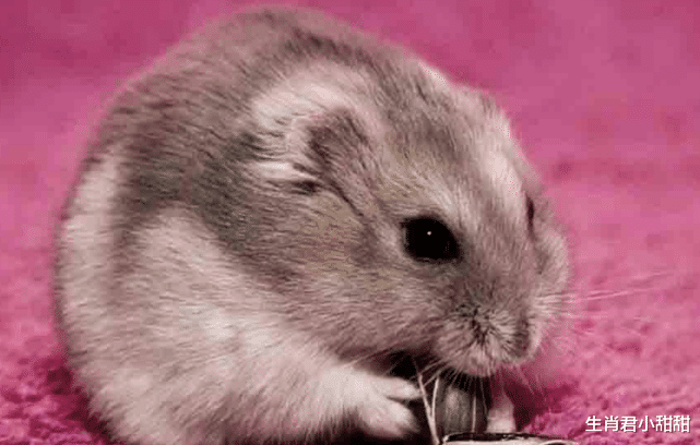 |做事有原则不愿放手的生肖鼠，凭努力成功翻身，职场拥有好成绩