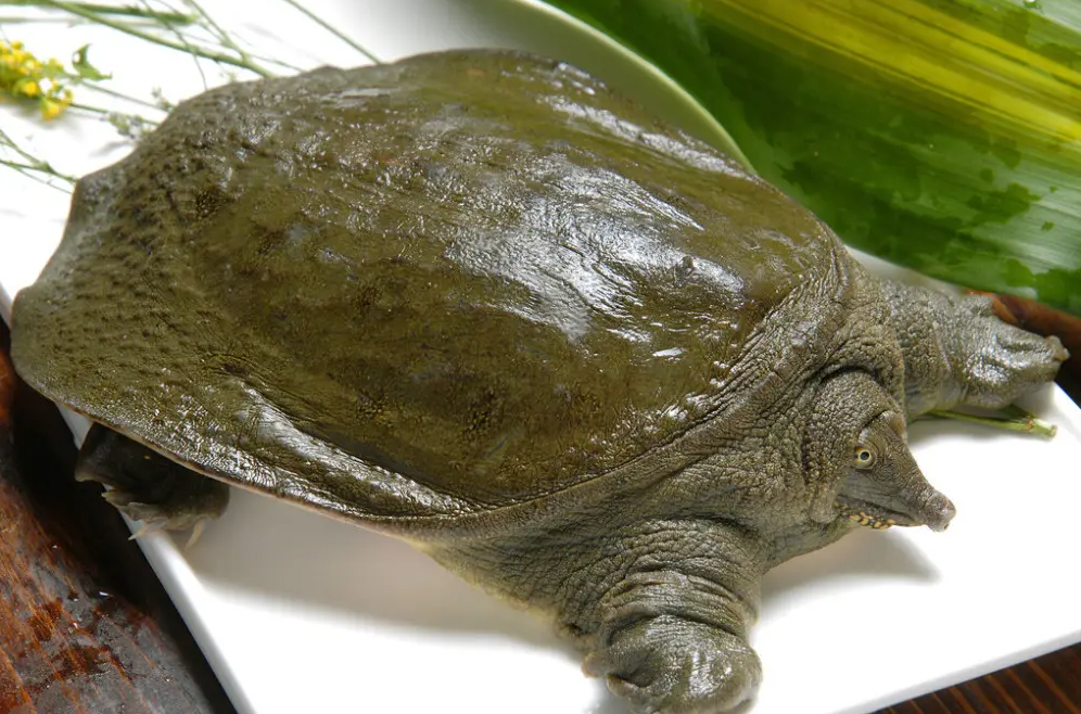 华山|佛罗里达鳖在中国多省出现,黄河或已“失守”?会泛滥成灾吗?