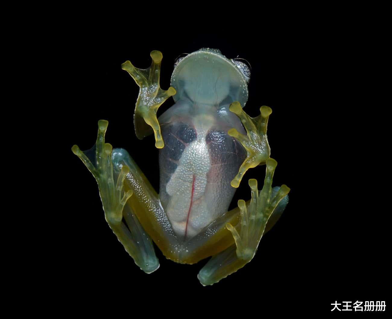 历史上最疯狂的动物实验案例