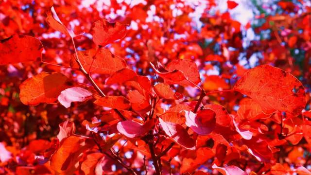 北京市|10月赏秋，首选这3座城市，风景秀丽，景色迷人
