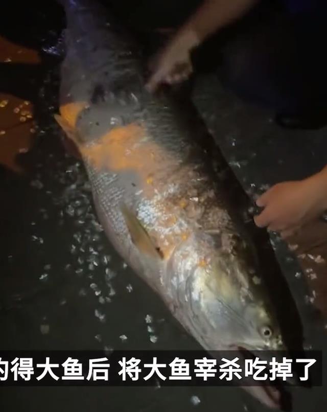 结果呢?湘江一只巨型水虎被钓上来引发热议,知情者透露:当晚就被吃掉了
