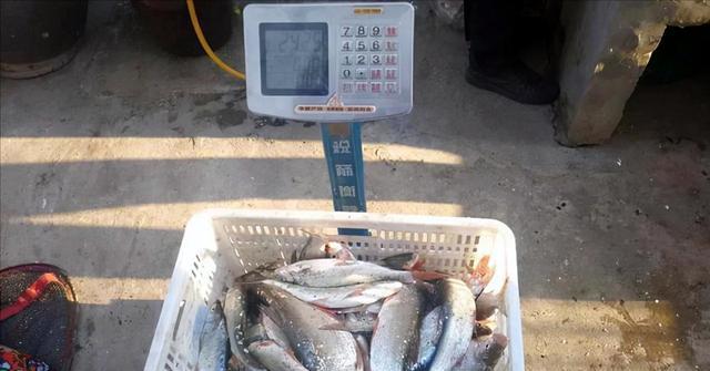 湖北|湖北一群人垂钓开挂,在水边直接就被抓走了,原来是“泥鳅党”