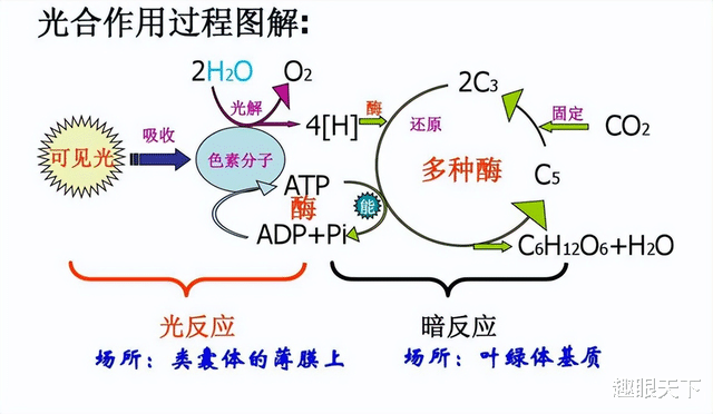 人工光合作用,居然可以将二氧化碳变成汽油和药品?杨培东让登陆火星成为现实