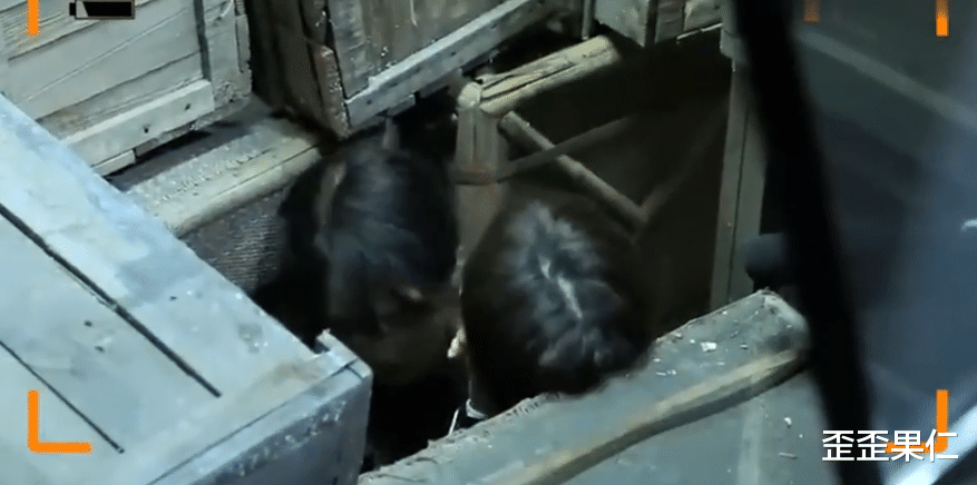 金晨|金晨曾经说再也不想继续和峰哥搭档拍戏了,很多人都猜测原因