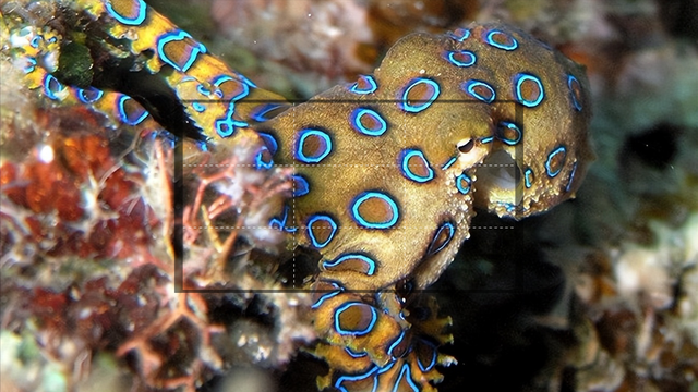 吊打巨齿鲨的海怪真的存在么?细数深海中8个最可怕的海洋生物