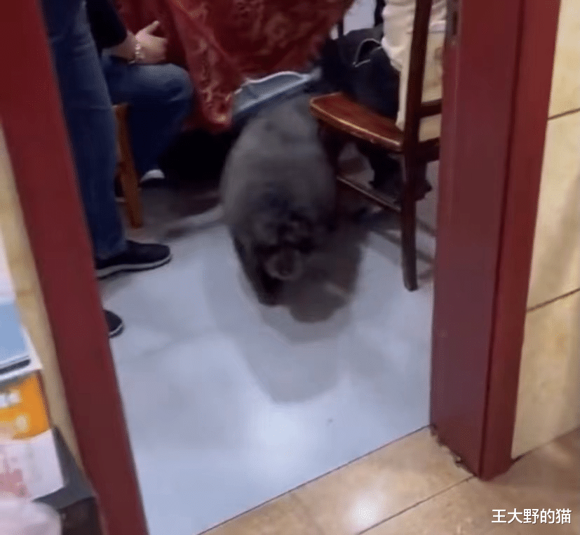 饭店狗狗长期讨食胖成猪，网友：以为是松狮，谁知是泰迪