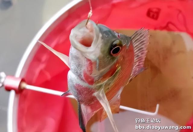 饵料|寒风萧萧鱼口好,猫非造反来凑热闹!!