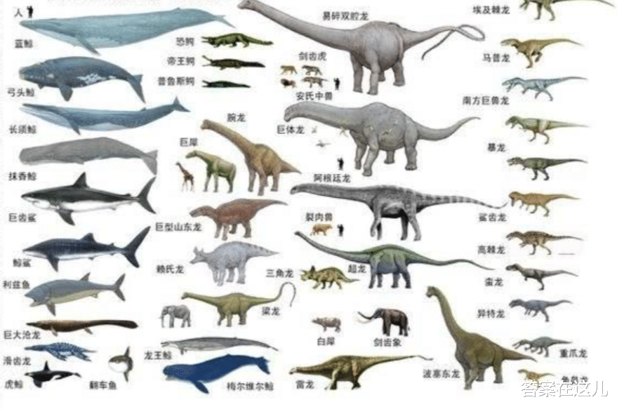 在恐龙之前也有地球霸主！要是它还存在，还会有恐龙的崛起吗？