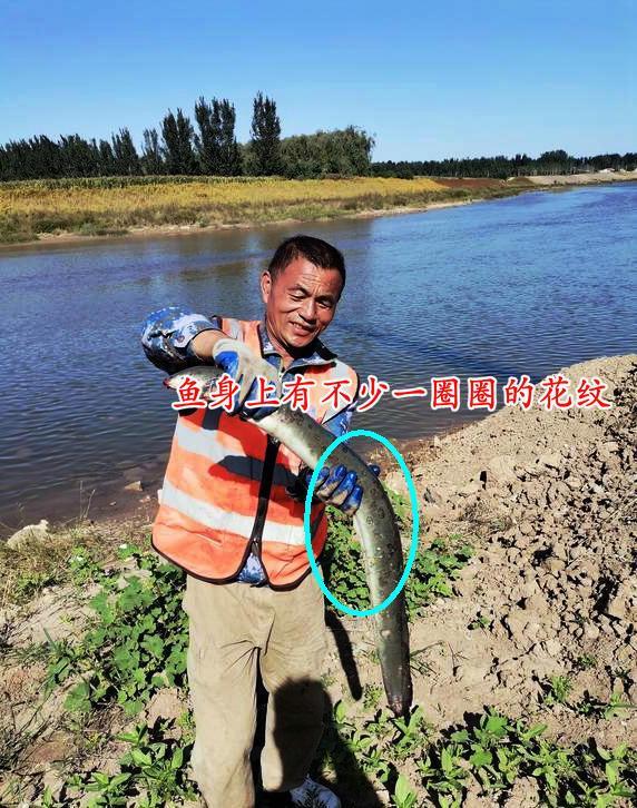 淄博男子河里钓起5斤重“大泥鳅”,男子:没敢要,放生了