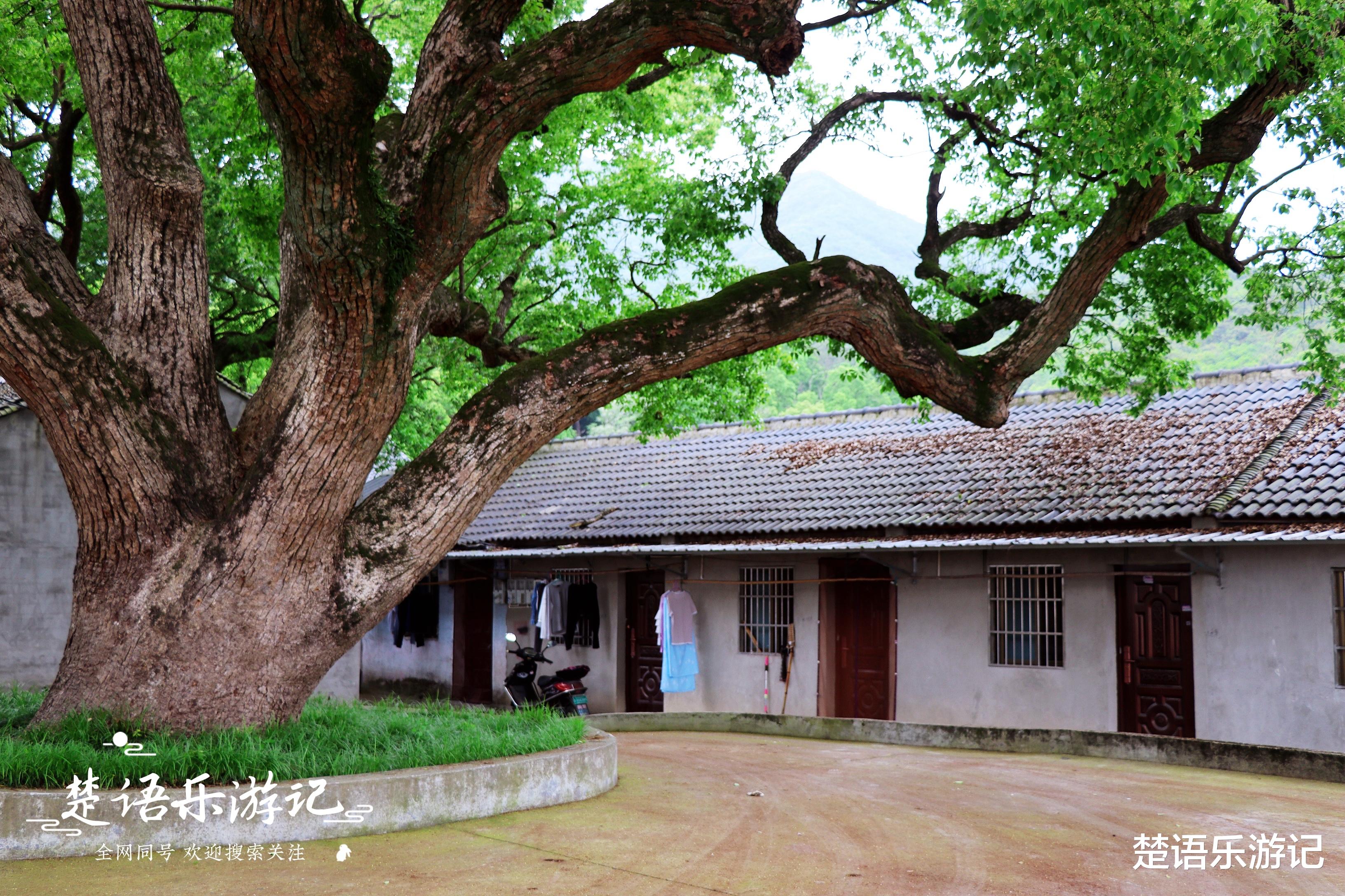 宁波|浙江宁波有一个古村落，古朴秀美却少有人来，村内竟有神话传说