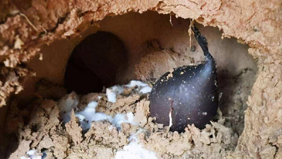 白蚁培育出的菌类“大熊猫”，一斤价格高达10万，为何挖到不愿卖