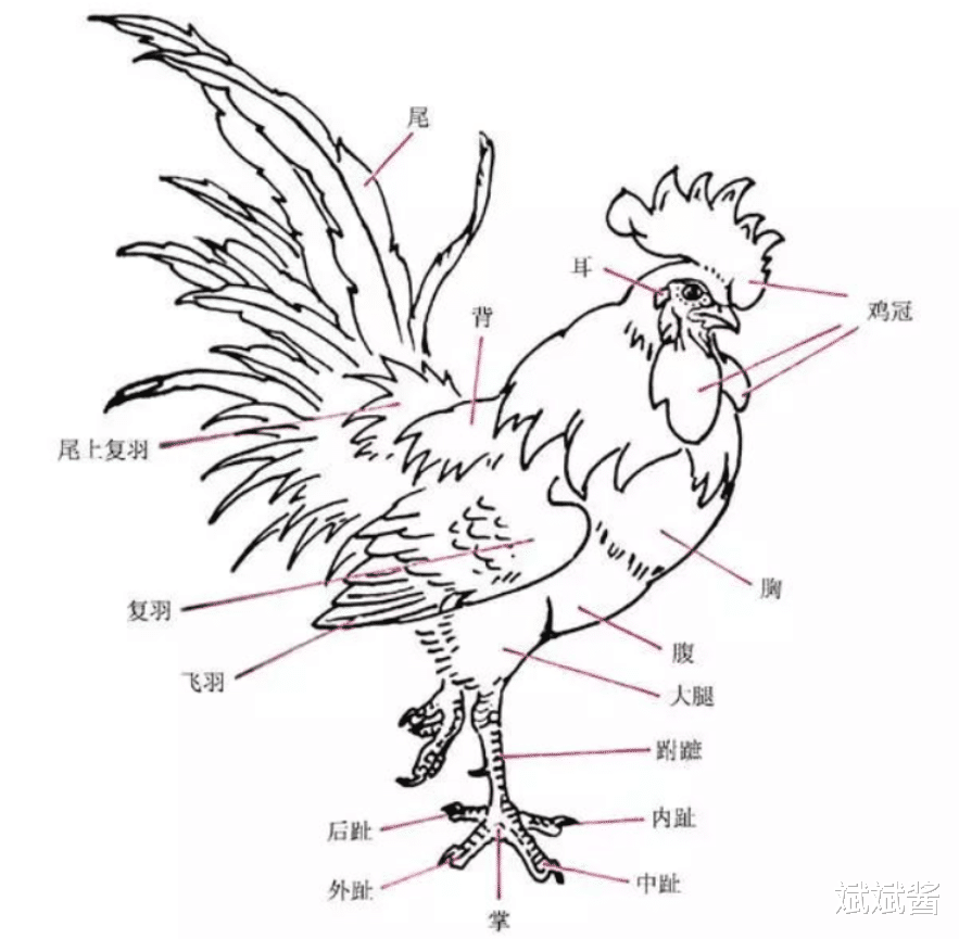 五条“最毒蜈蚣”被海关截获,它能抓蝙蝠和斗毒蛇,公鸡能降服它吗?