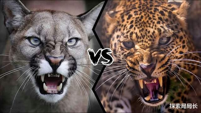 美洲狮vs花豹,究竟谁才是真正的猫科四弟呢?