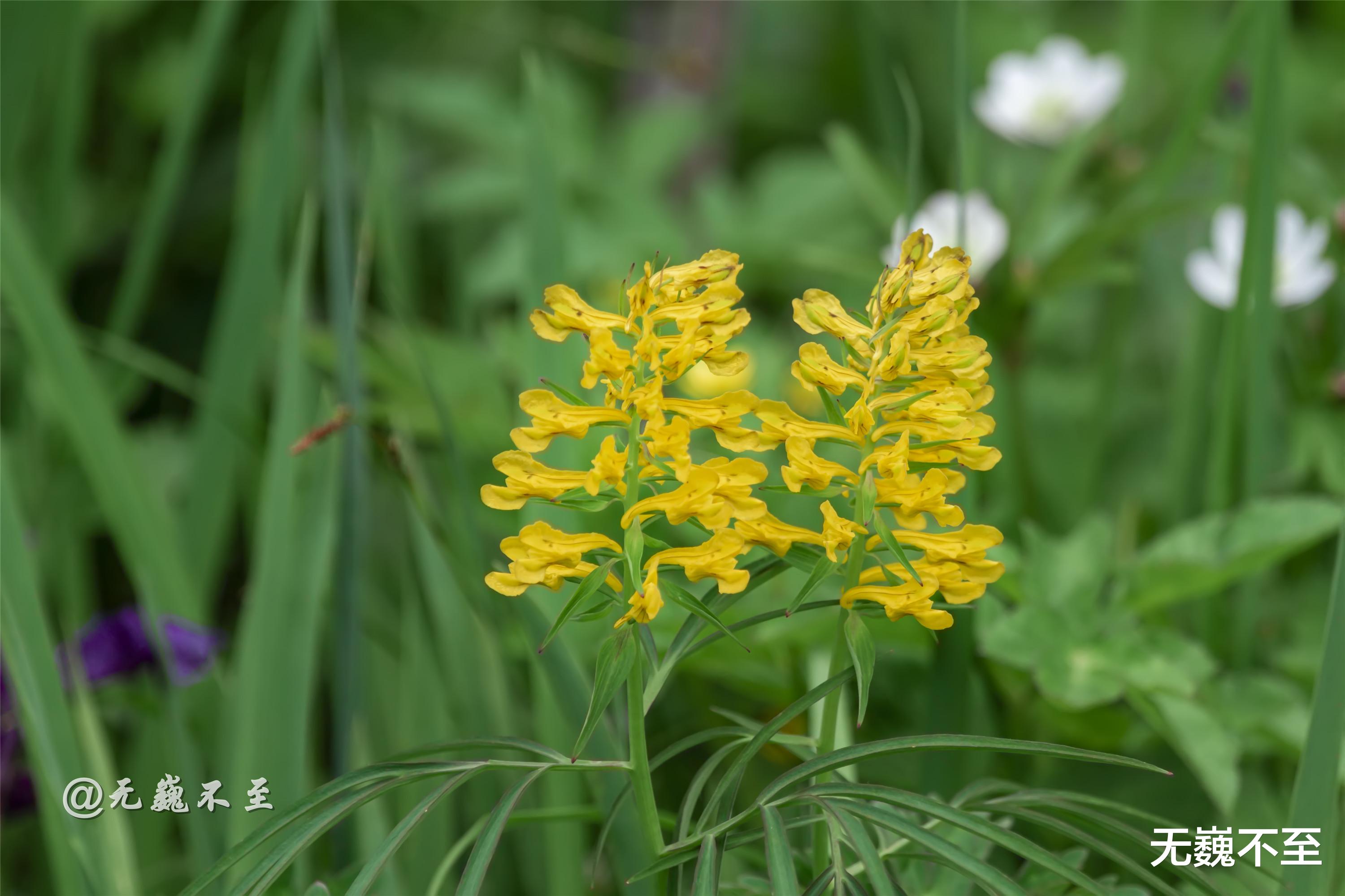 四川省|九顶归来不看花，但是这些花名你知道吗？科普一下不就认识啦