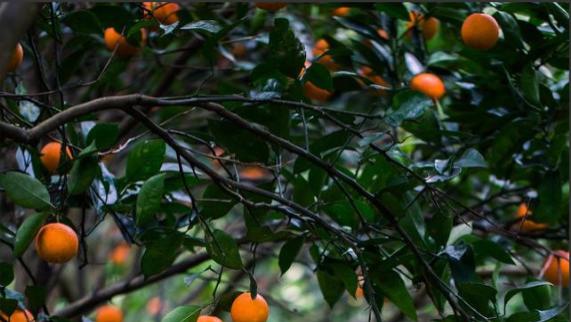 云南芒市，男子看到有男孩在自家橘子林里，以外对方在偷橘子，遂大声吼叫让他们离开