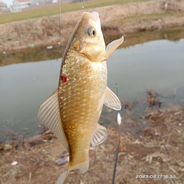 |初春野钓：钓深钓浅要灵活，这样钓渔获很理想