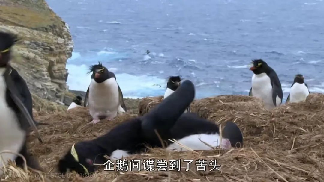 间谍|人类混入企鹅群后,被原配暴打,被渣男抛弃,网友:这个导演不是人