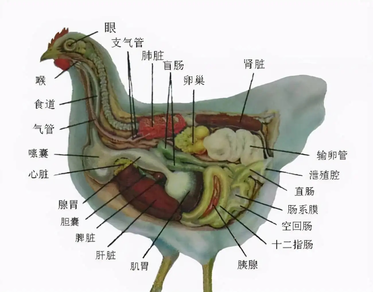 为什么母鸡未交配也能全年365天下蛋?因为人类利用了鸡的一个bug