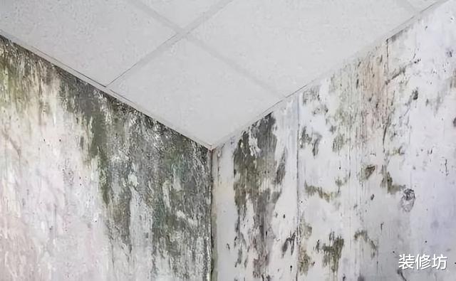 家中墙面霉菌“疯狂”生长?偷偷教你2招,霉斑再多也不怕!