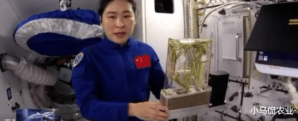 神14航天员实现太空“种水稻”,一个月长30厘米,关乎中国人饭碗
