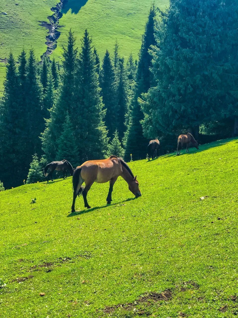 三亚|再过十天!伊犁河谷将美爆你的朋友圈 !