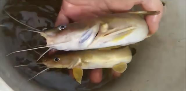 钓鱼|钓鱼界的扫地僧!一根鱼竿外加钢筋当铅坠,大爷轻松实现了连杆