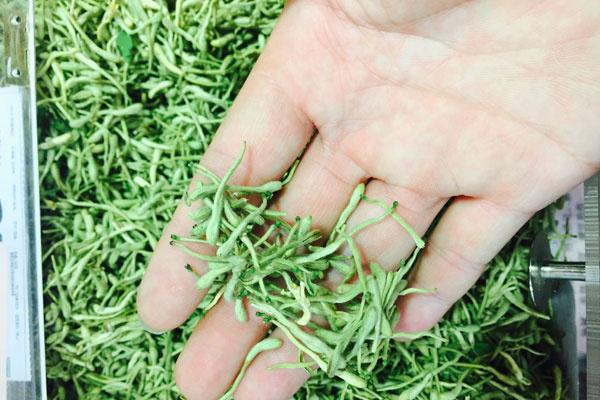 胃酸|感冒咳嗽总不好怎么办?常吃几物,助你清热润肺、止咳化痰