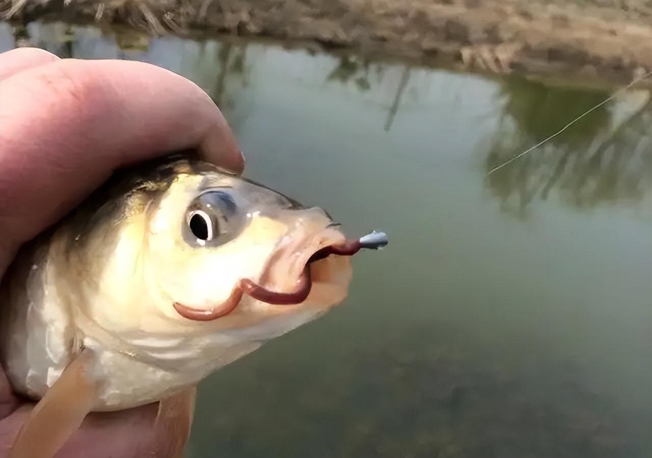 |用蚯蚓没钓到过鱼?使用蚯蚓钓鱼的3个禁忌,大家了解吗