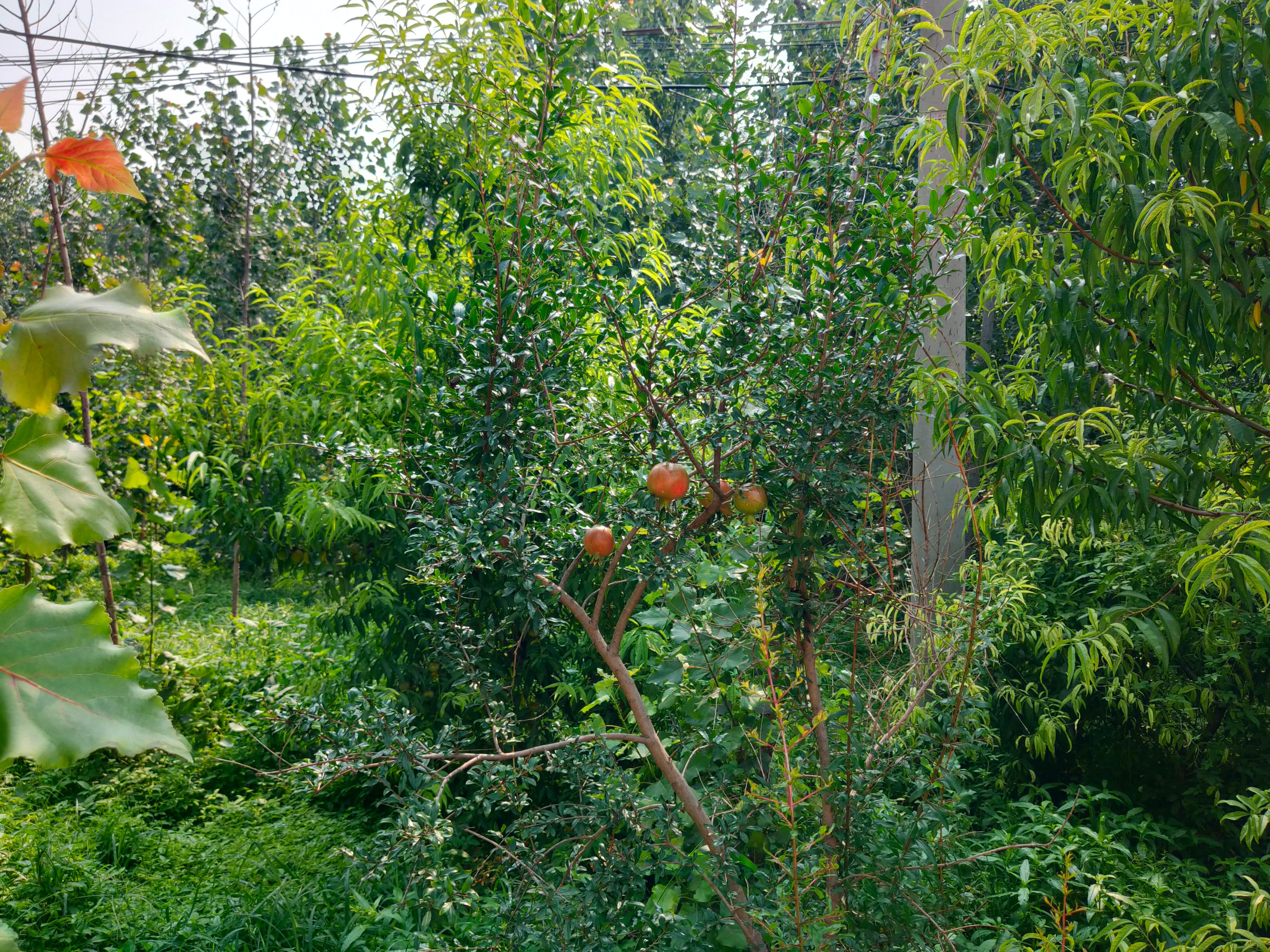 森林公园|8.1-8.9赣湘鲁万字百图非严肃旅行攻略——随便走走、看看、吃吃