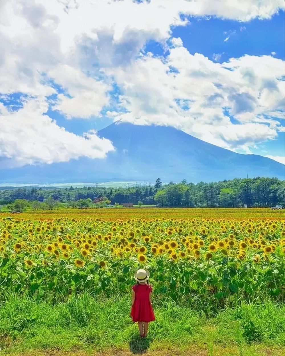 阿尔卑斯山|夏日限定！这片鲜有人知的秘境花海，终于要藏不住了