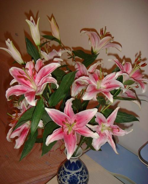 奶奶说“卧室”别养6类花,静下心来仔细想,不是迷信,是科学