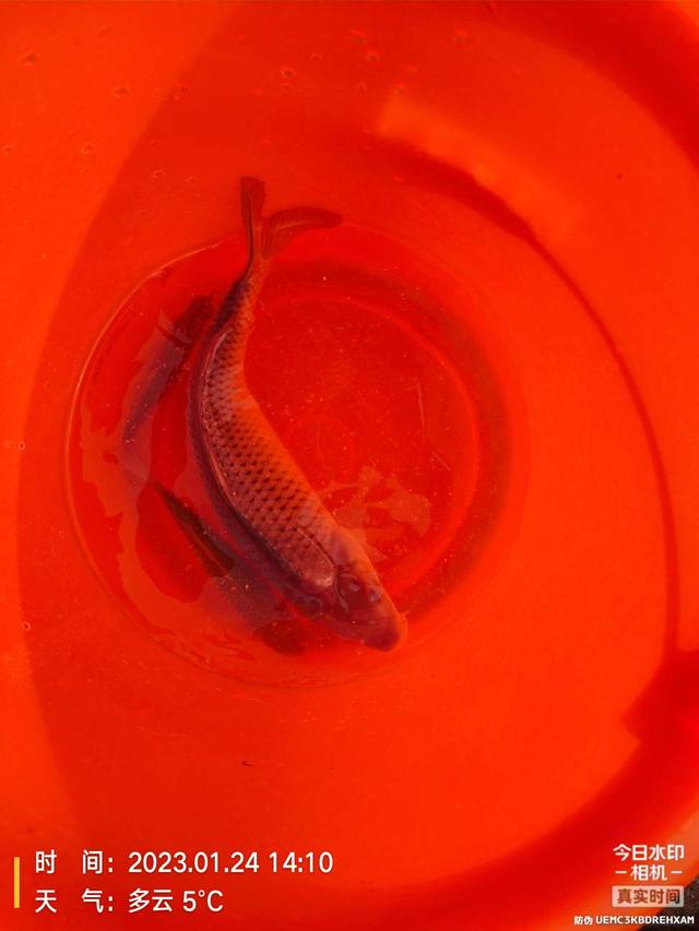 |痛并快乐!过瘾也留下遗憾美