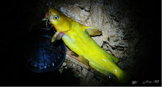 下酒菜|小暑气温高,黄辣丁好钓!运用3个“技巧”,狂拉黄颡鱼当下酒菜