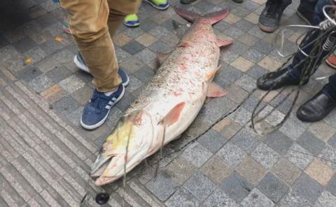 水库|害鱼?安徽一男子水库钓起“水老虎”,因放生遭围观大叔臭骂