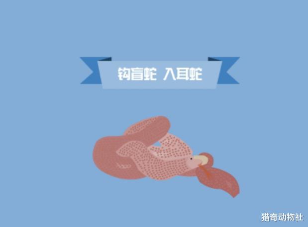 蟒蛇为何都是无毒蛇?可能存在有毒的蟒蛇吗?
