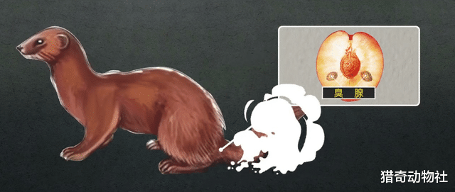 老人们常说“黄鼠狼无事不进家”,有没有科学依据呢?