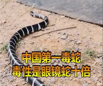 用毒蛇的毒毒毒蛇 毒蛇会被毒死吗?快来对答案