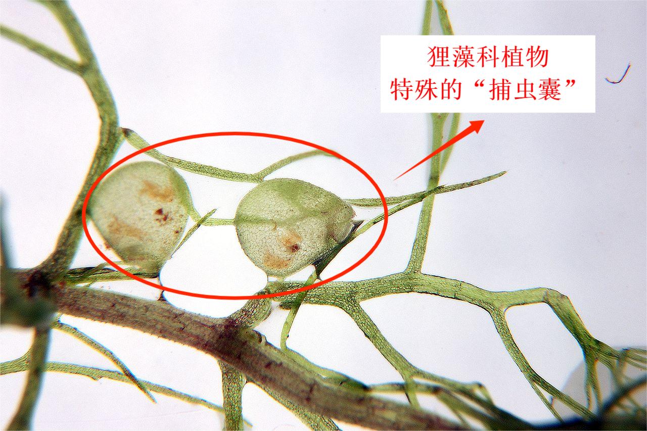 直接被进化带偏的物种:捕鸟树“杀鸟为乐”,忘记传播种子