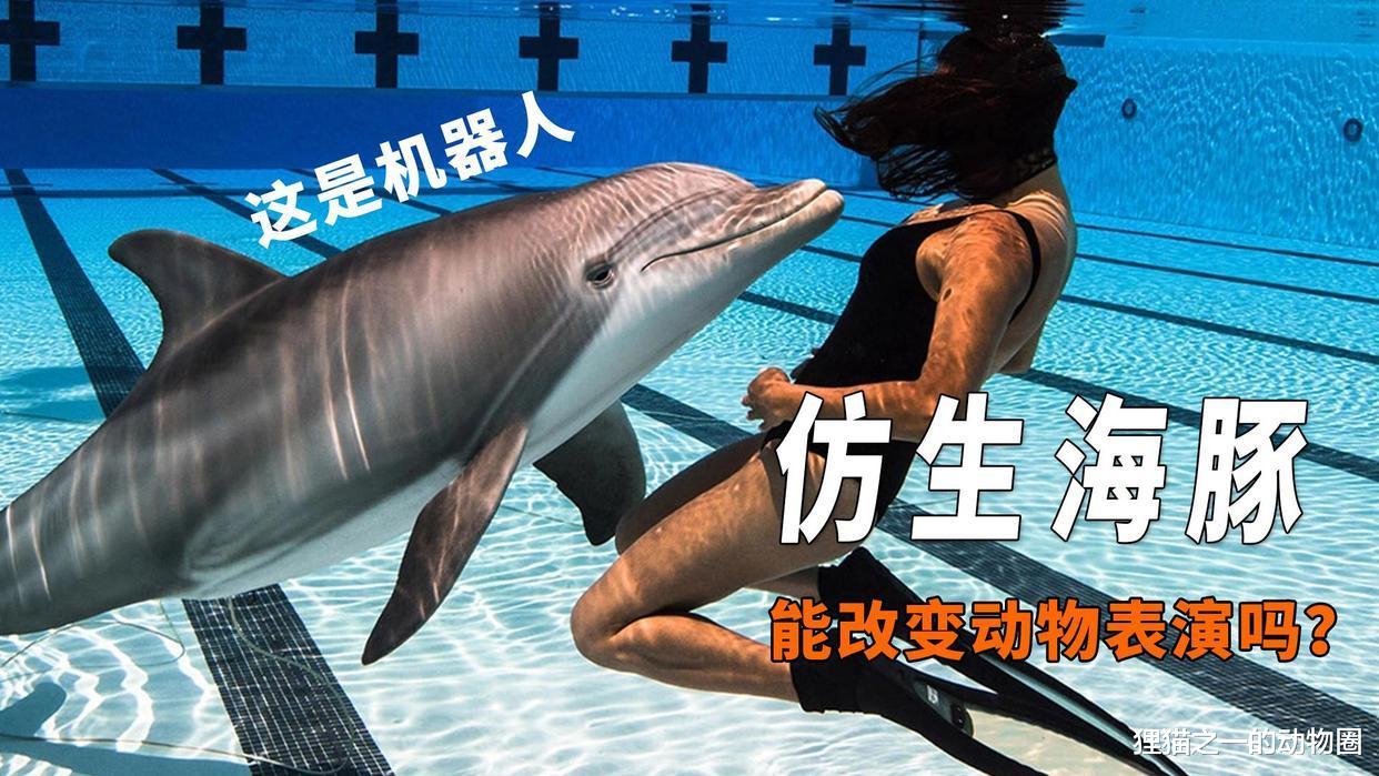 如何停止动物表演?仿生海豚可能是这个问题的关键,如何做到的?