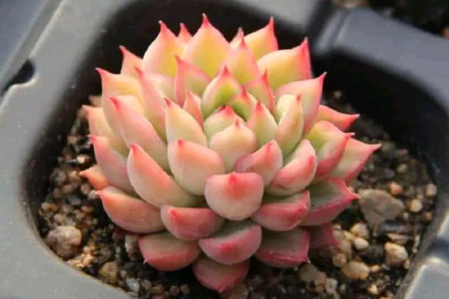 这些多肉越小“价格”越高,自带“仙气”滤镜,暗香弥漫惹人醉