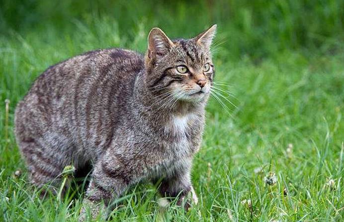 远古野猫为何会被人类驯服?研究发现其很凶狠,接近人类另有所图