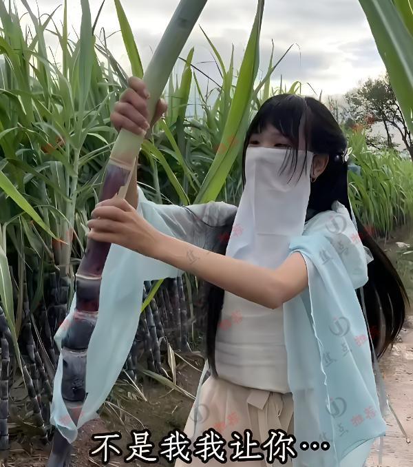 男子去相亲,相亲女蒙着面纱去偷甘蔗,男子:当时觉得很尴尬