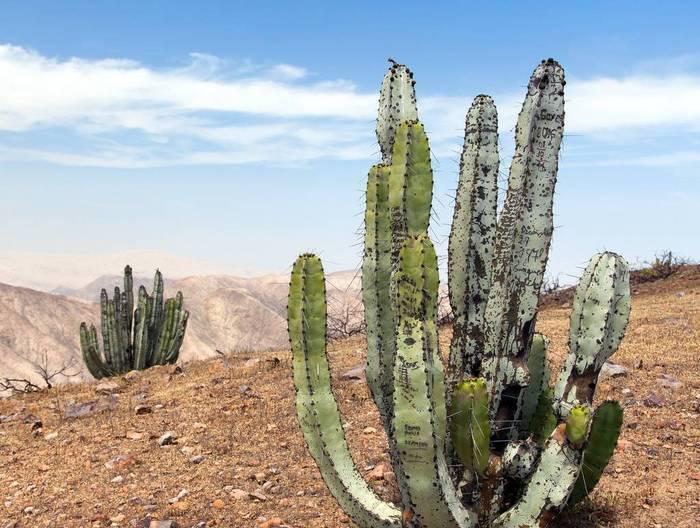 澳大利亚|仙人掌在澳洲沙漠泛滥成灾，为何我国沙漠见不到仙人掌的身影？