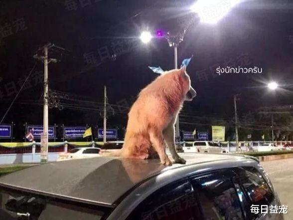 狗狗站在车顶不肯下来，警察出手也没用，原因有点太搞笑！