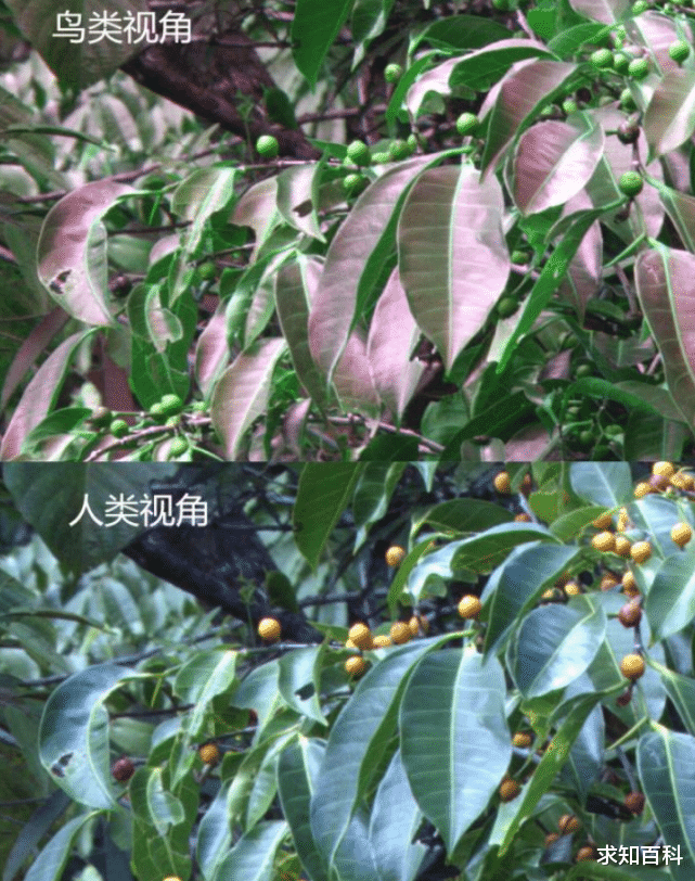 别被眼前的世界忽悠了,颜色根本不存在!所有颜色都是人脑的幻觉