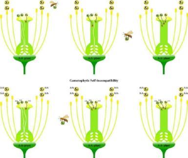 华中农业大学邓秀新院士团队发表打破植物自交不亲和性状的综述文章