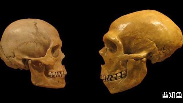 黄种人、黑人和白人地域相隔了几万年，为啥没有出现生殖隔离？