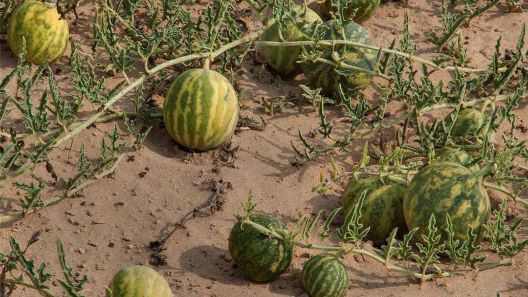 沙漠中的“西瓜”，为何没人去摘？科学家：再渴也不能吃！